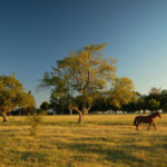 Buy Farmland and Grow Rich