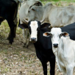 Two Important Stories About Brazilian Land