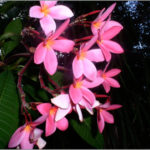 The Next Deal on the Riviera Maya – More Than $18,000 in Savings